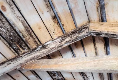mold in the attic
