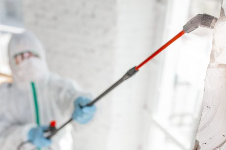 Major Causes and Types of Mold in Homes