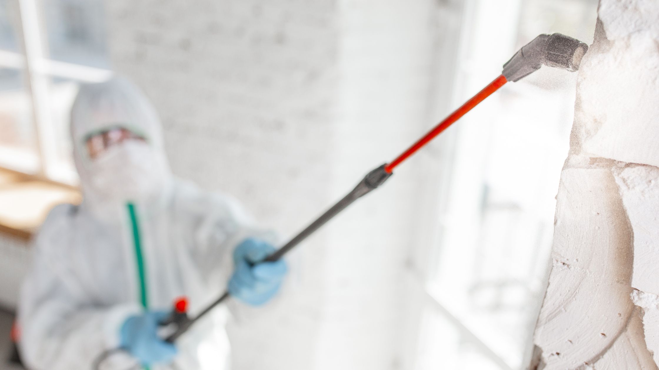 Major Causes and Types of Mold in Homes