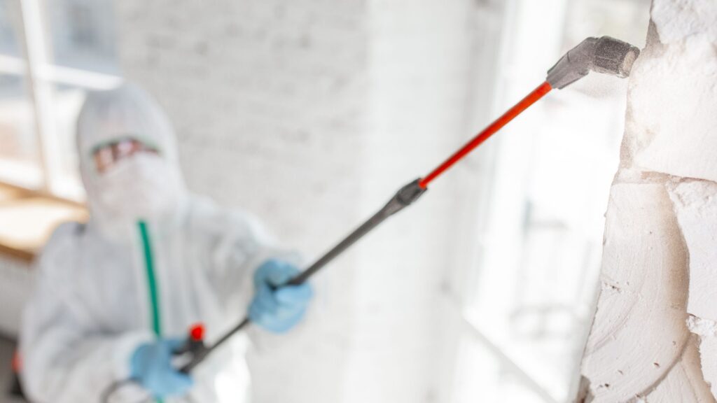 Major Causes and Types of Mold in Homes
