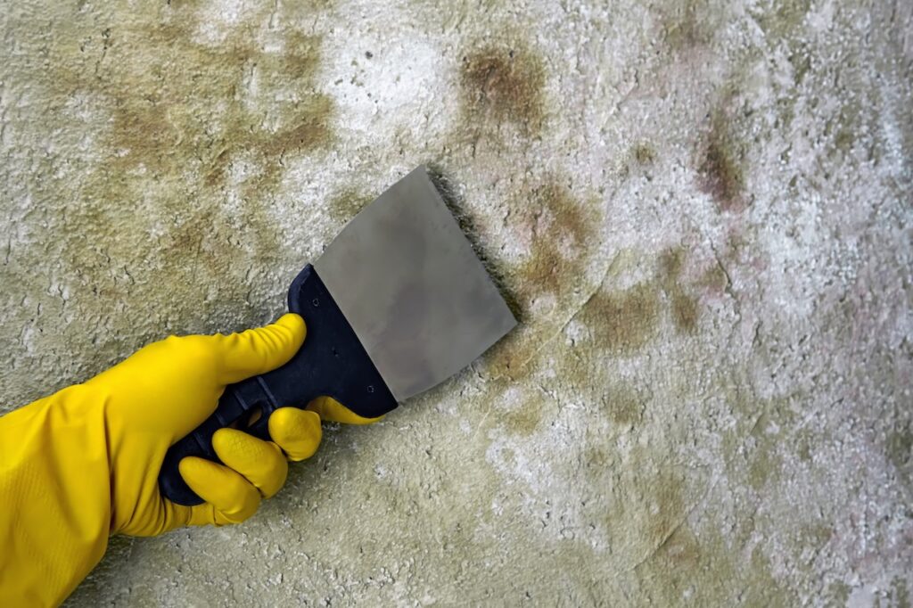Removal techniques for mold painted over