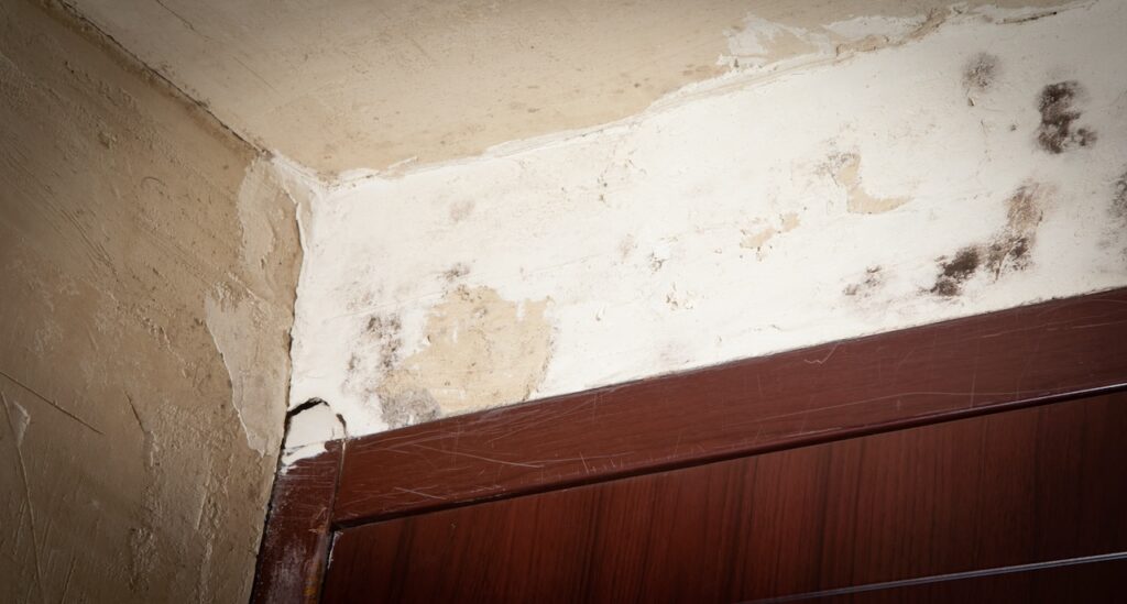what does painted over mold look like