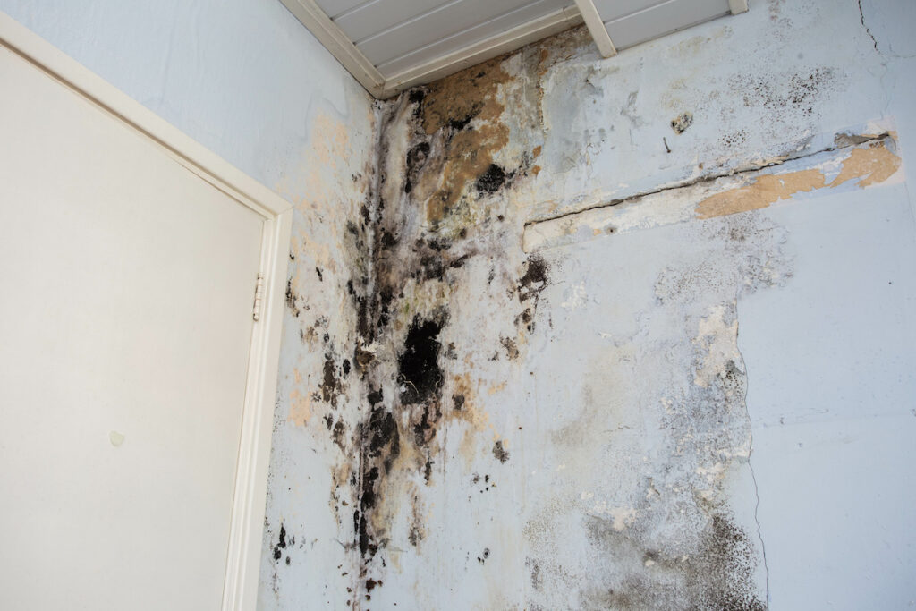 mold damage on a wall