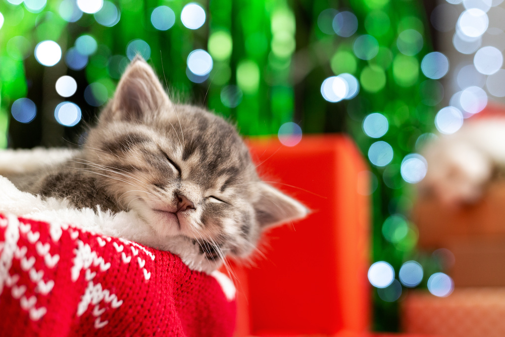 Gray kitten naps on a red Christmas blanket in front of a blurry festive backdrop