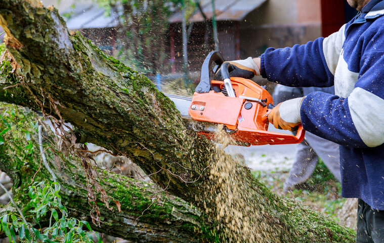 A man is pruning a tree before summer storms.