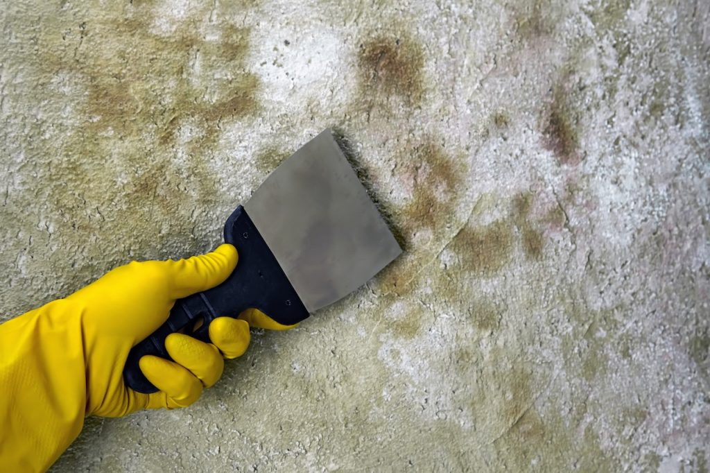 Removal techniques for mold painted over