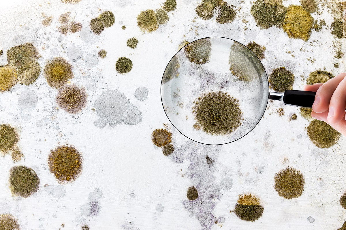 mold inspection