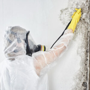 10 Myths About Mold Removal You Need to Stop Believing
