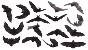 Bats in NH Home