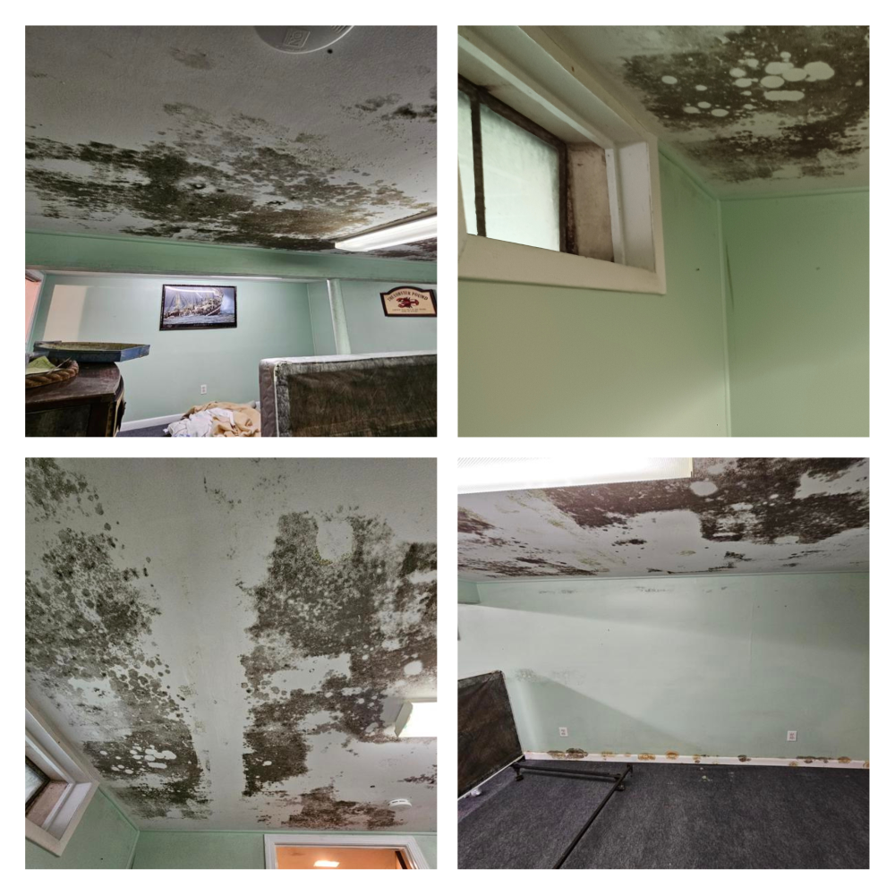 Unoccupied home with mold infestation