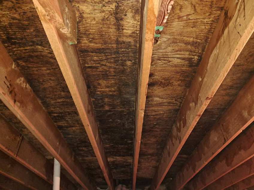 Attic mold