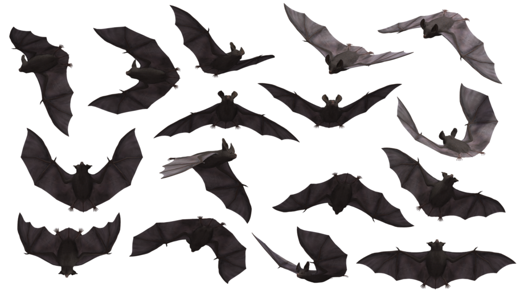 Bats in NH Home