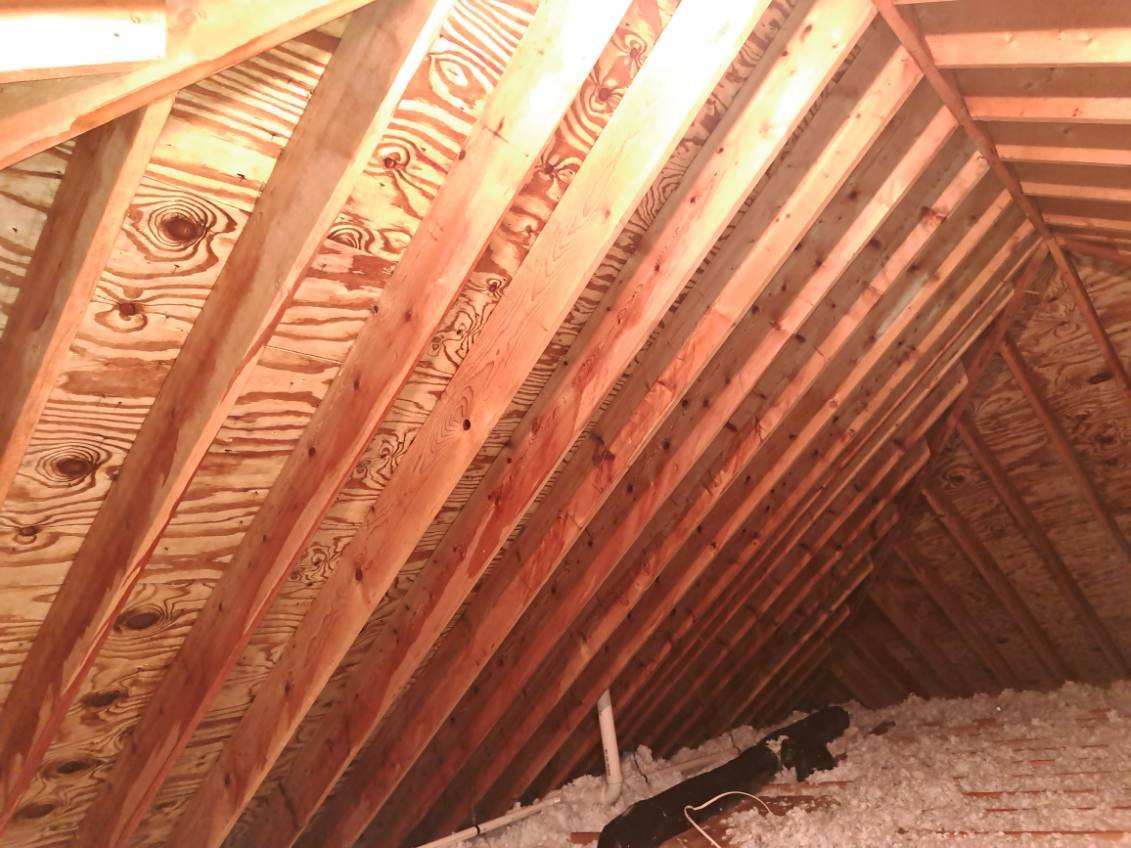 What To Do When You Find Mold in Your Attic: Causes, Signs, and Solutions