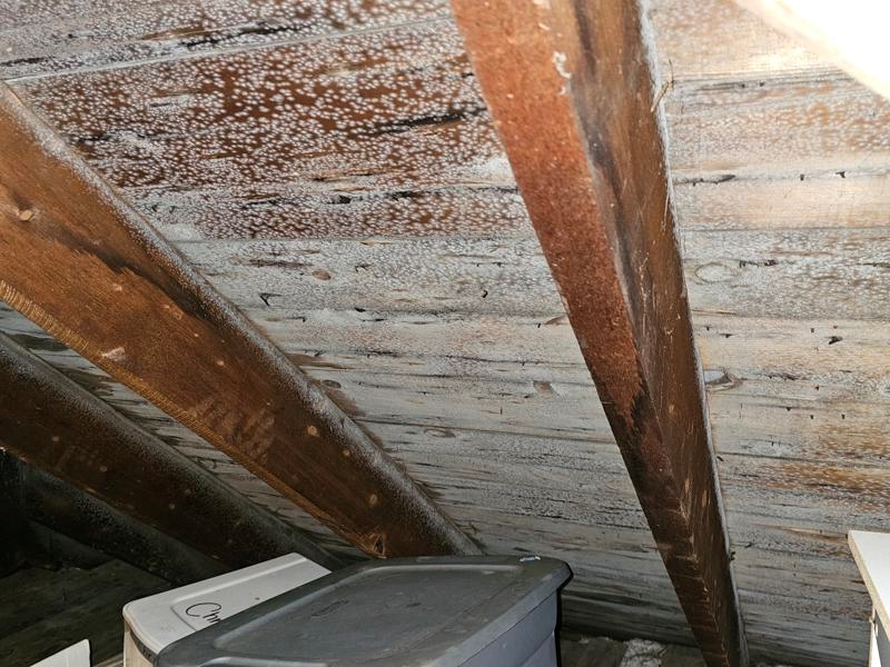 mold growth in attic