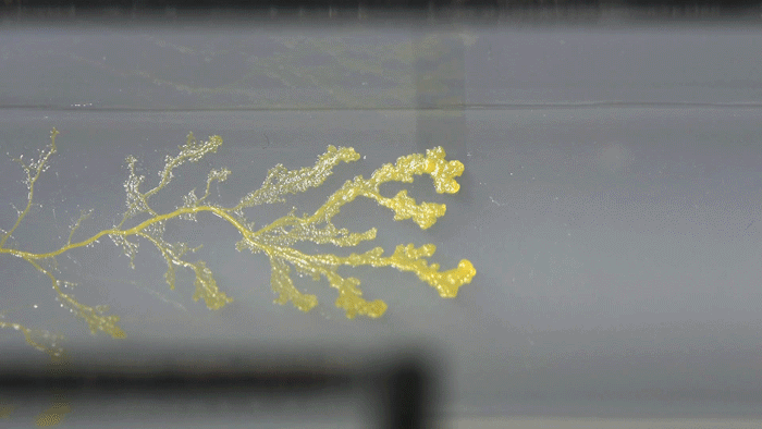 Mold Cleanup Tacoma: 9 Springtime Mold Hiding Spots Most Miss