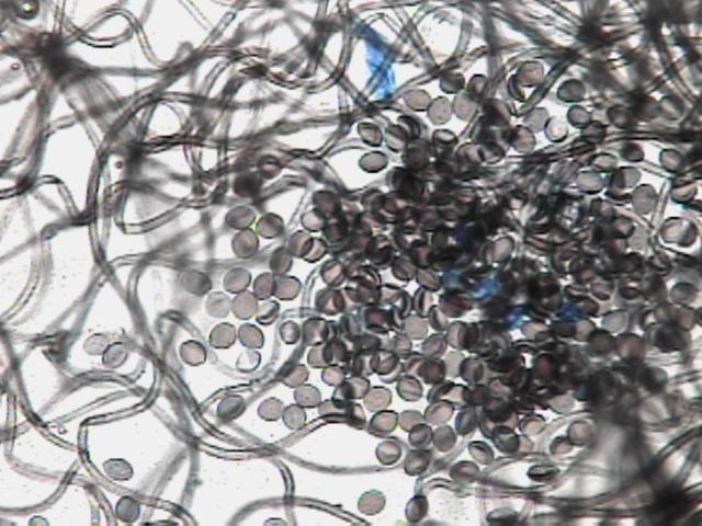 prevent black mold in Tacoma