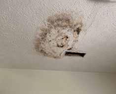 mold damage