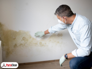 Mold Remediation Inspection