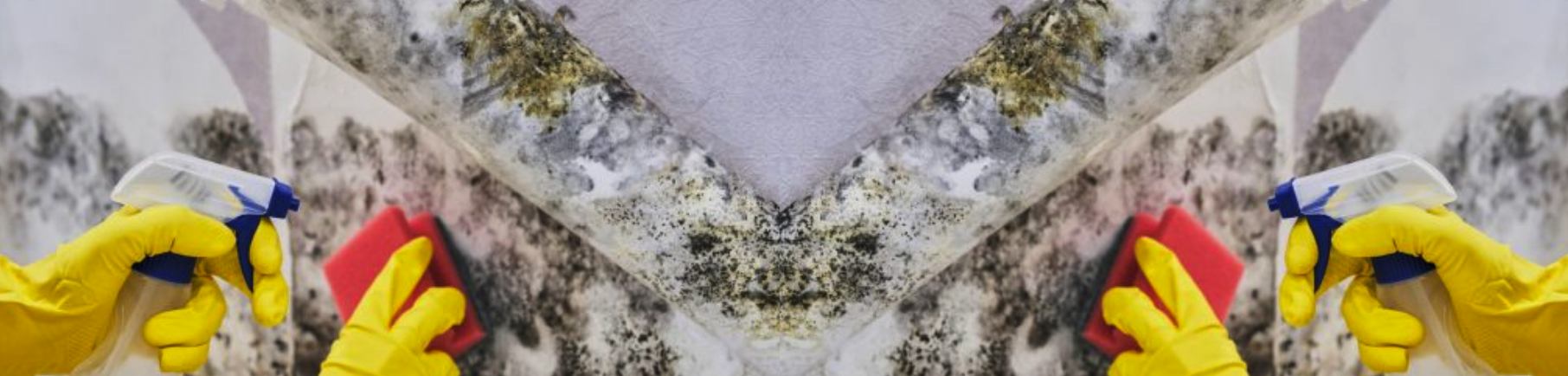 mod cleanup Encino, CA hero image