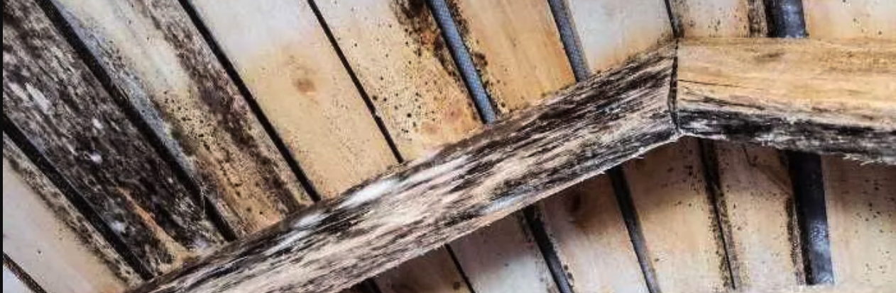 attic mold cleanup san fernando valley