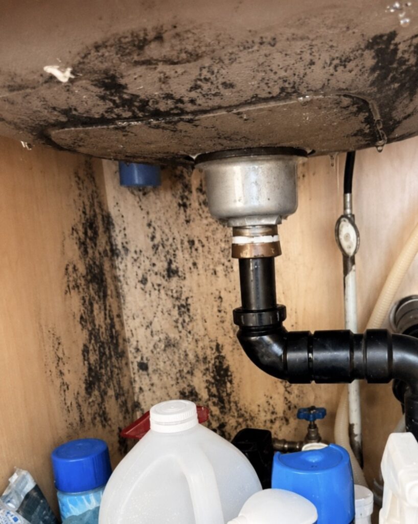 Extensive black mold covers the cabinet walls and underside of a leaking sink drain.