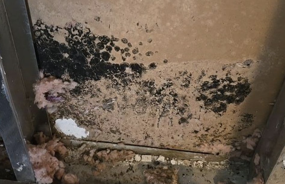 Damaged wall or ceiling covered in widespread black mold with exposed pink insulation. TITLE: