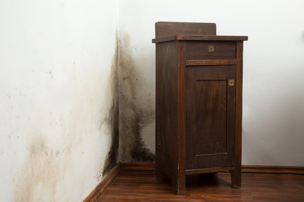 How to Know if Mold Is in Your Walls