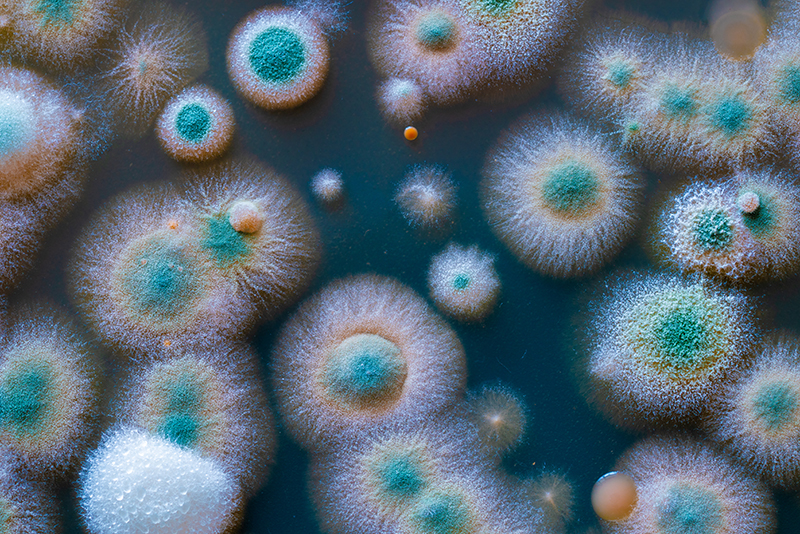 Mold spores