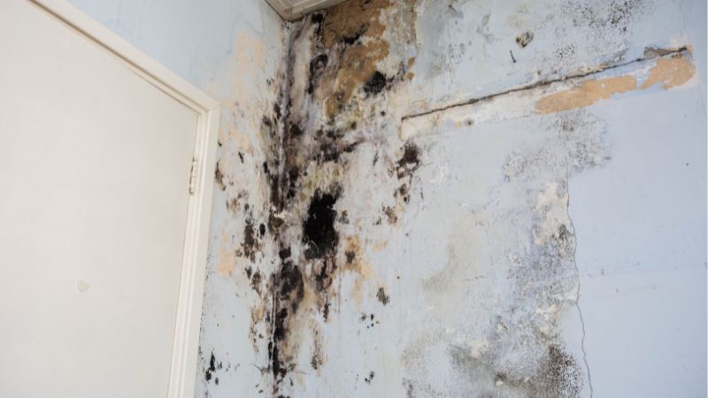 Humidity-Mold-Grow