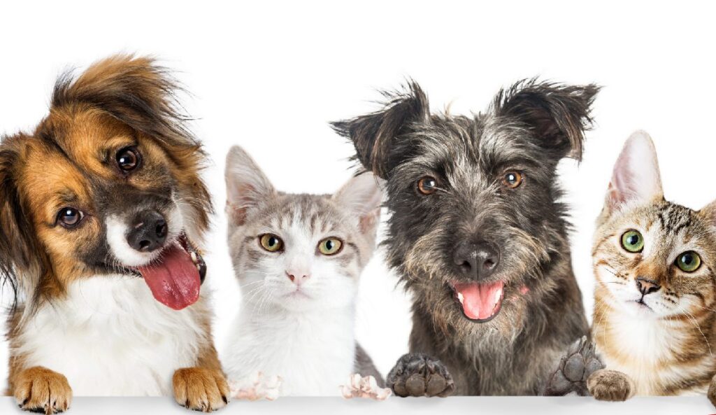Emergency preparedness for pets