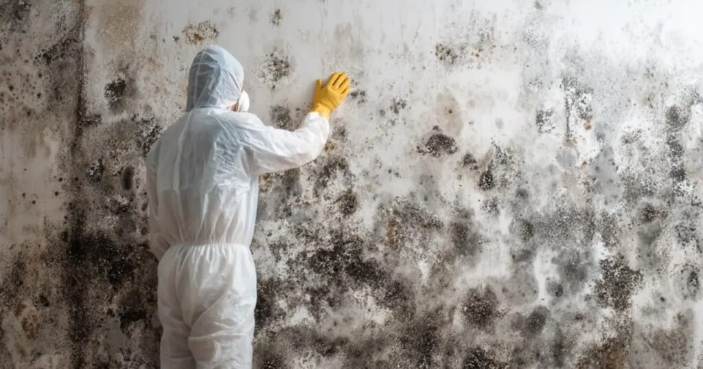 Mold Service Removal