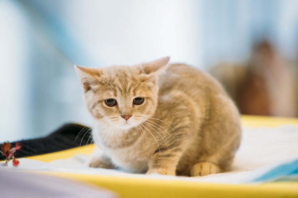 Have an emergency preparedness plan for your pets!
