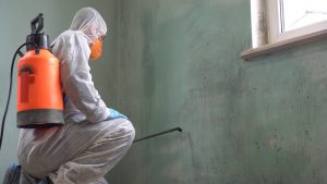 Professional Mold Remediation