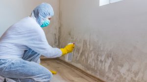 Professional Mold Inspection