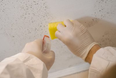 Mold Remediation services