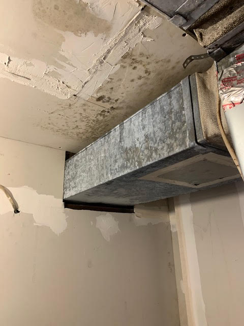 OH NO! MOLD!