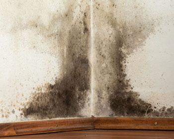 Mold
