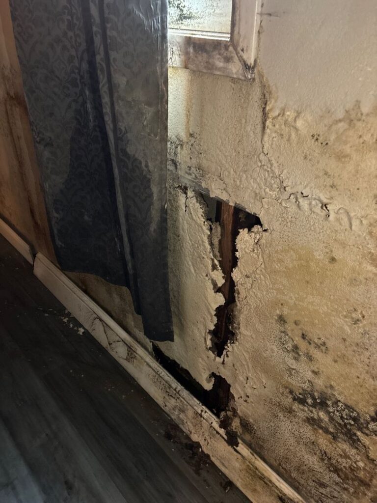 A close-up, angled view of a severely damaged wall under a window with a dark patterned curtain. A massive, yellowish-brown water stain blankets the bubbling and crumbling plaster texture, which is heavily speckled with black mold growth near the baseboard. The wall has decayed completely in the center, leaving a vertical breach that exposes rotting wooden studs and wire lath mesh inside the wall cavity.