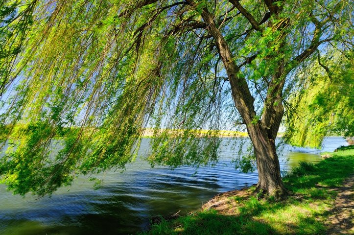 A willow tree next to a lake.
