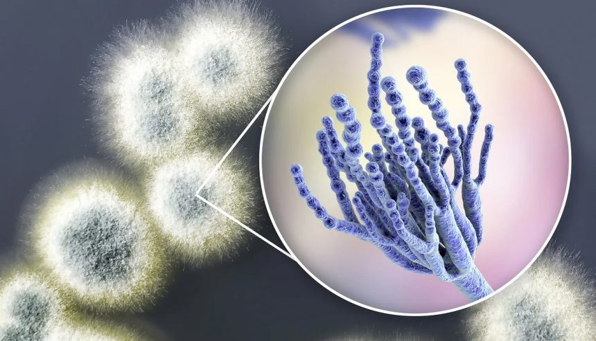 Fuzzy white mold colonies with a circular inset magnifying the blue, branched microscopic structure of Penicillium.