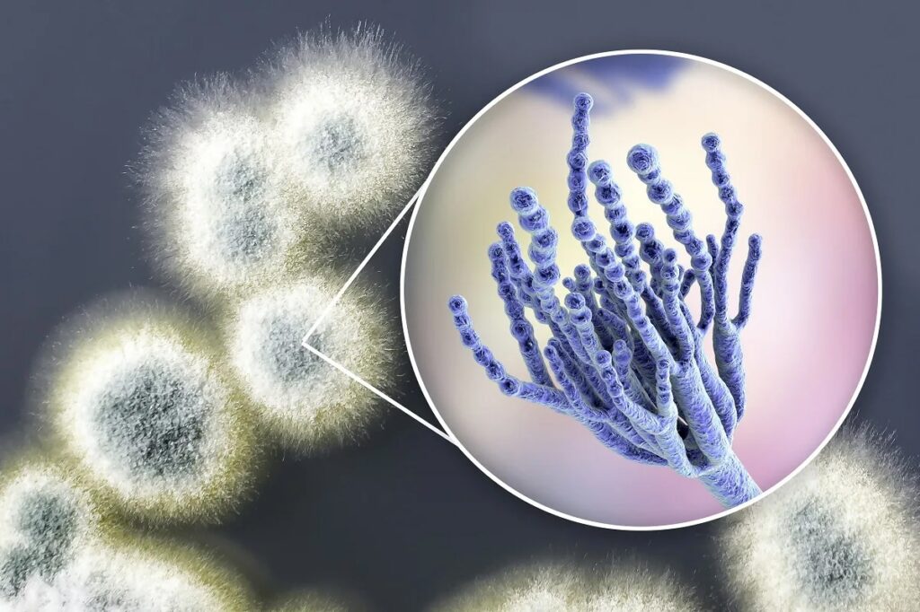 Fuzzy white mold colonies with a circular inset magnifying the blue, branched microscopic structure of Penicillium.