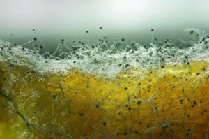 Close-up of pin mold with white mycelium and dark sporangia on a yellowish surface, creating an overall greenish visual hue.