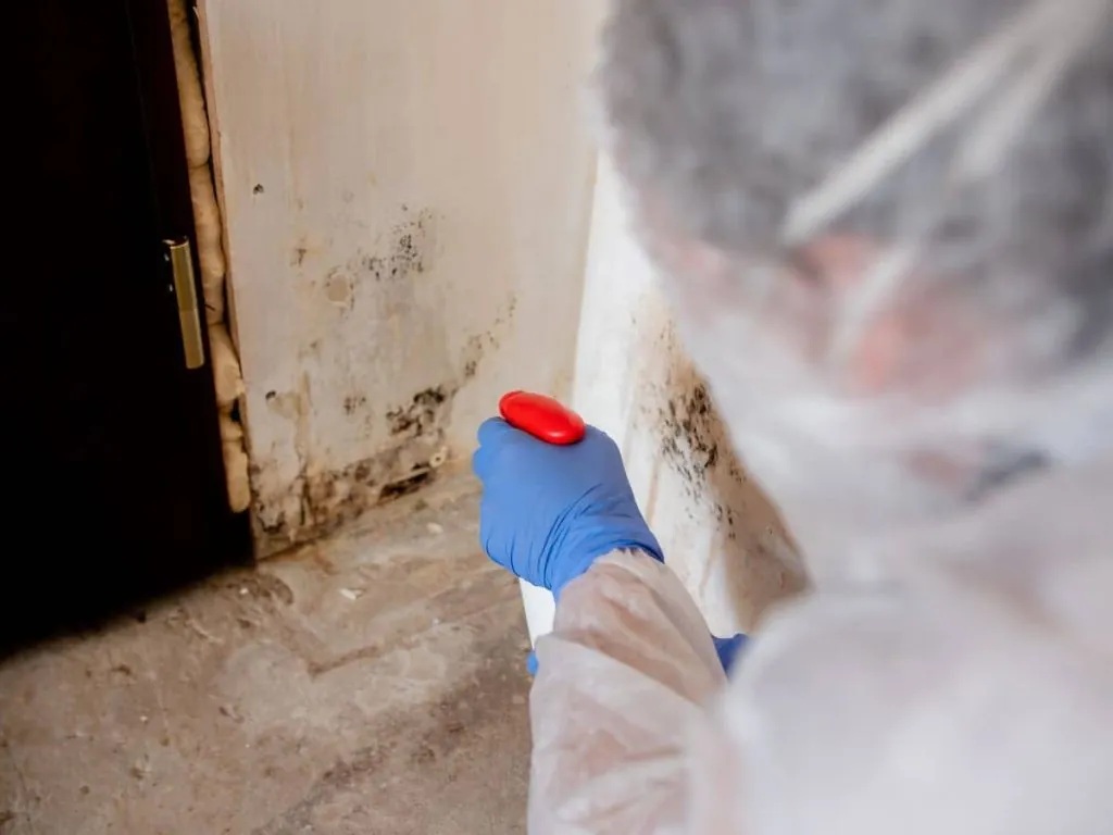 Tips to Remove Mold in Crawl Space
