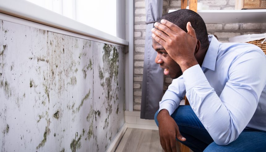 Best Company for Mold Remediation in Santa Monica: Why PuroClean of West Los Angeles Stands Out