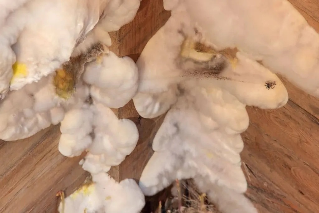 What Causes Mold in Crawl Space?