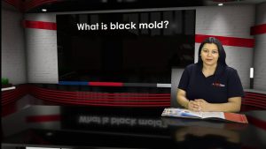 Hidden Health Hazard Detecting Black Mold in Your West LA Air Vents (2025 Guide)