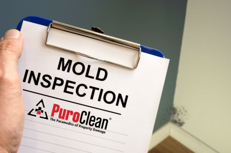 Free Mold Inspection for Renters in West Los Angeles: Your Rights and What to Expect