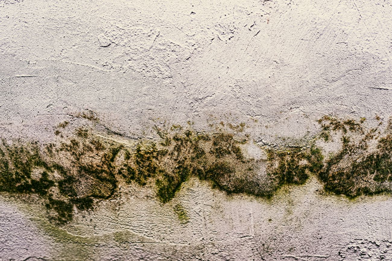 Mold Remediation Service in Glendale, AZ