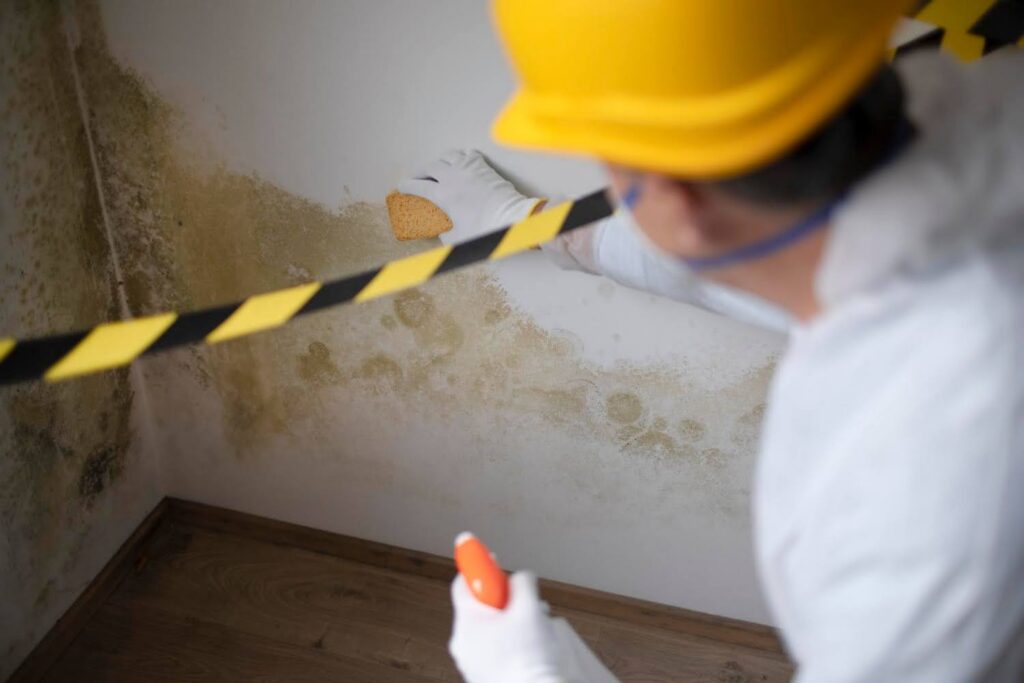managing mold
