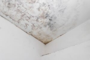 office mold